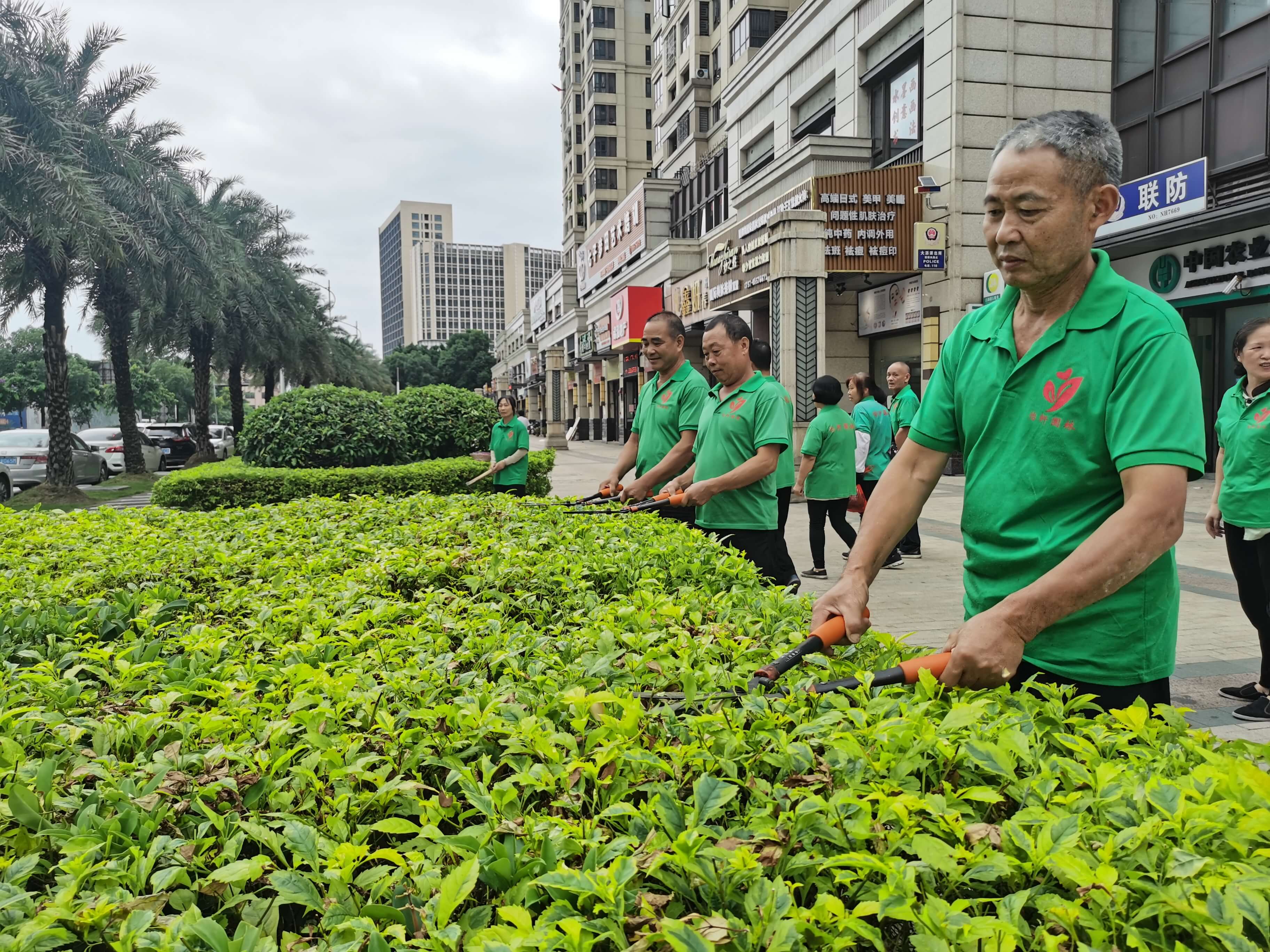 工厂绿化养护绿篱的养护管理