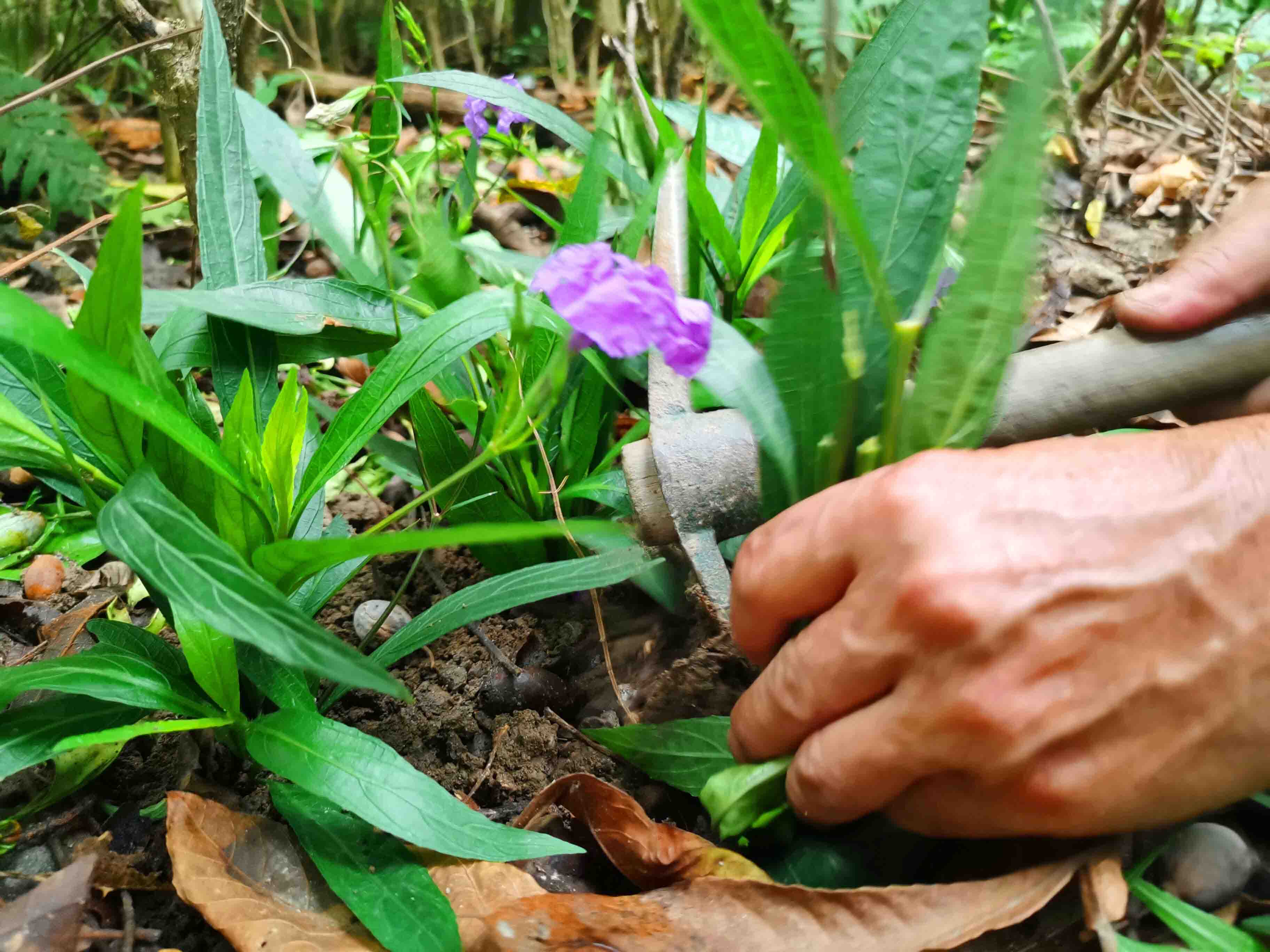 园林绿化养护地栽花卉和盆景花卉的管理