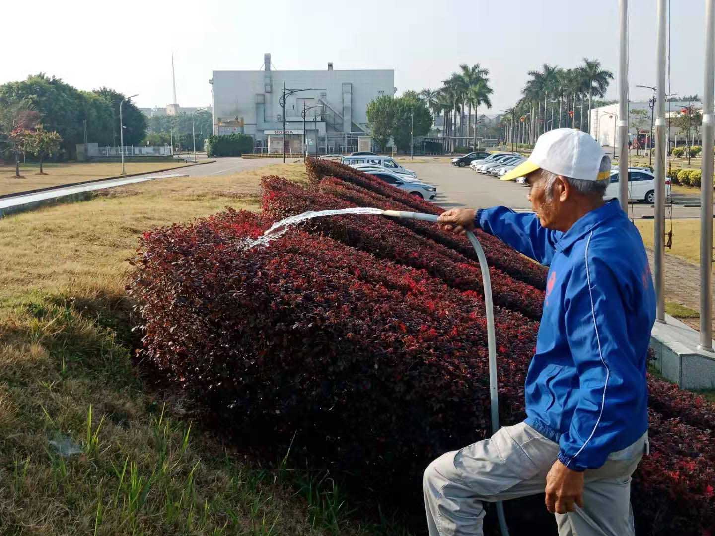 本田工厂绿化养护的浇水工作