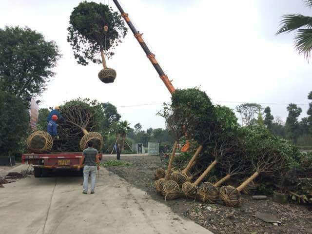 园林绿化工程树木移植