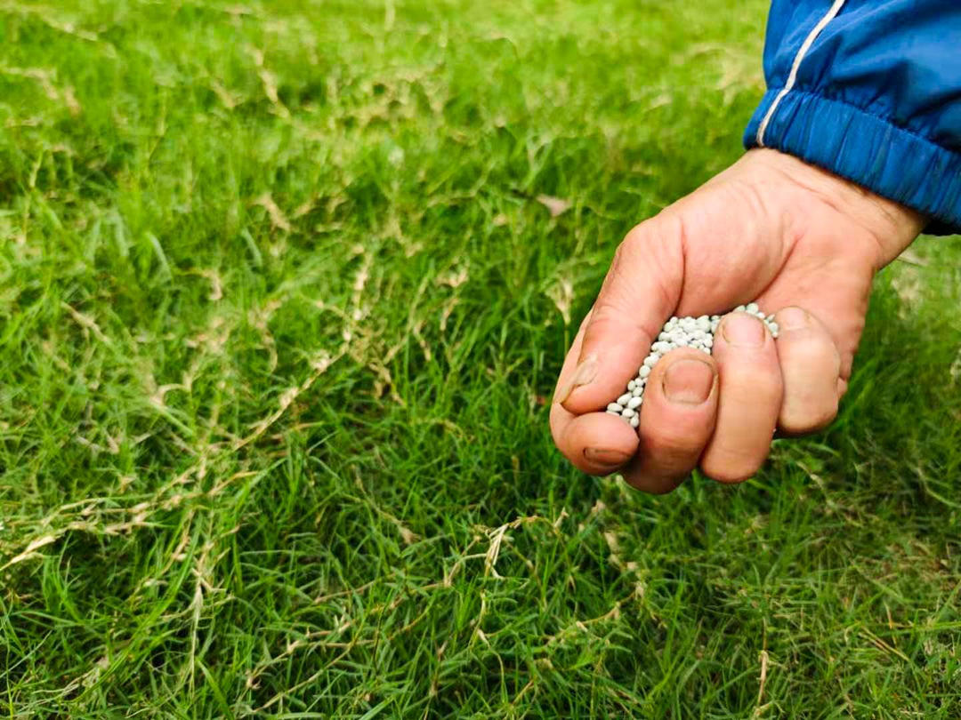 怡轩园林绿化公司工人对草坪进行施肥