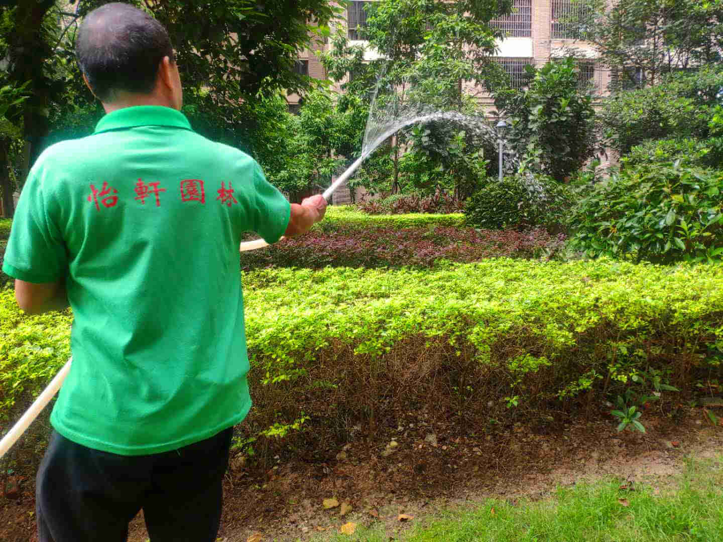 园林绿化公司的工人对植物进行浇水