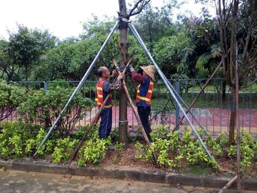 园林绿化公司工人做好树木的支撑工作