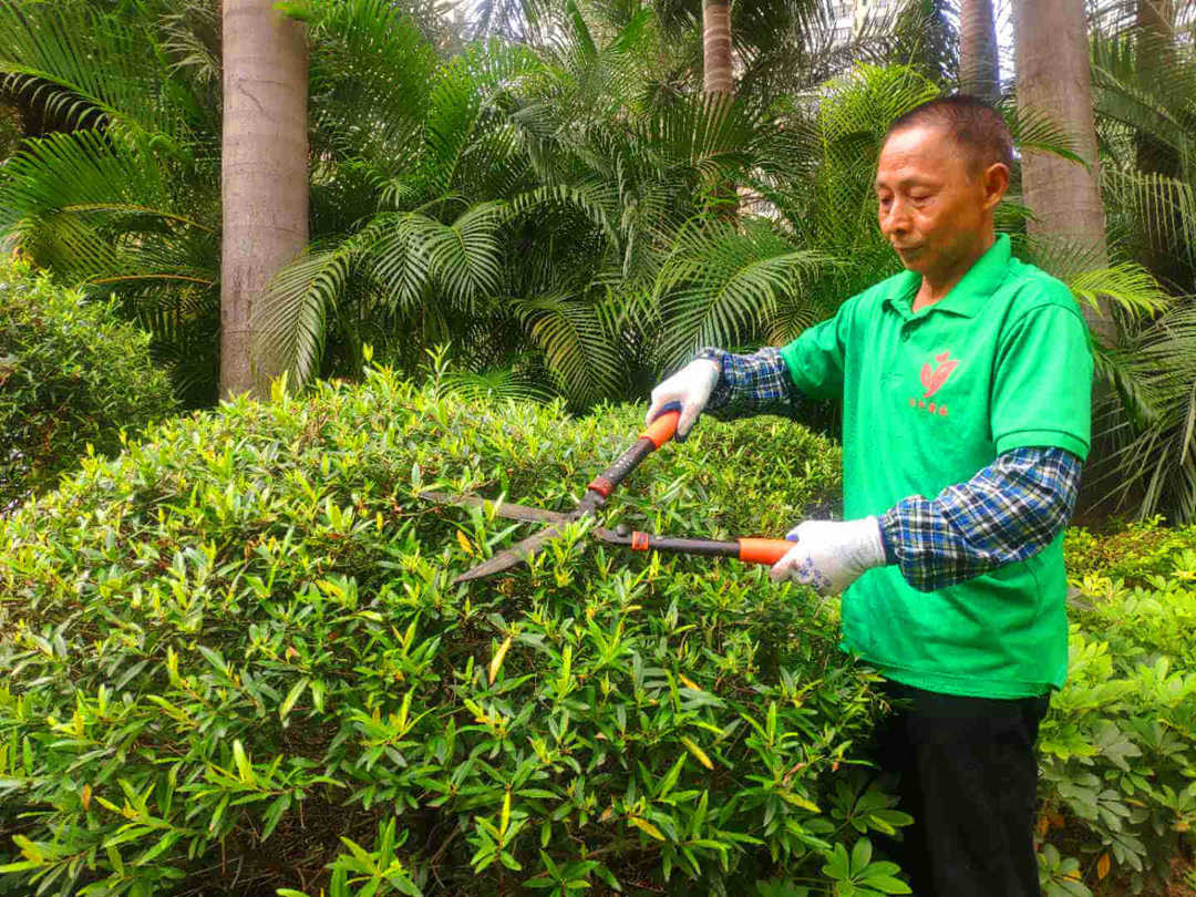 绿化养护工人修剪灌木