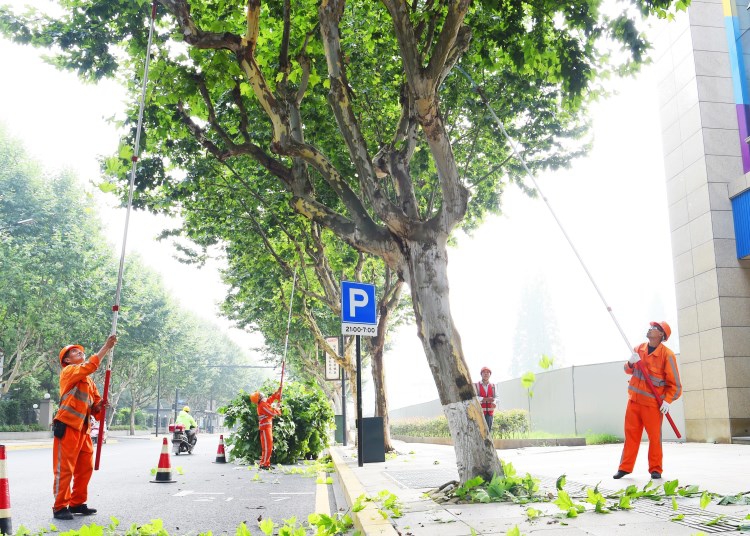 怡轩园林绿化公司工人修剪行道树