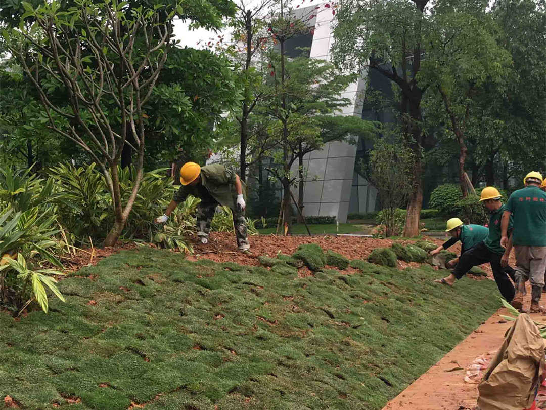 绿化公司的工人正在补植