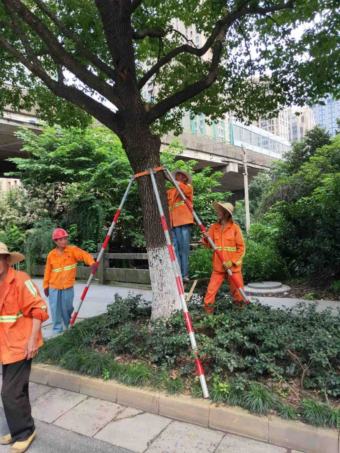 园林绿化公司工人扶正树木