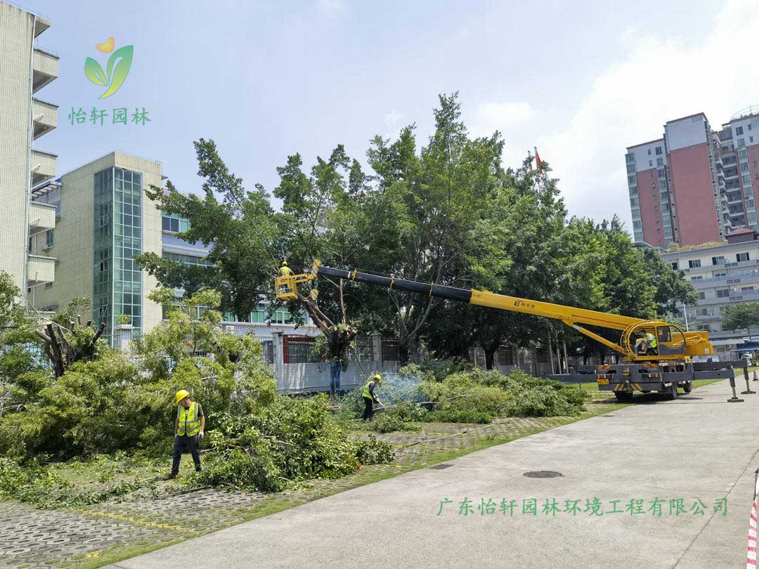 怡轩园林绿化公司采用高空吊车修剪榕树