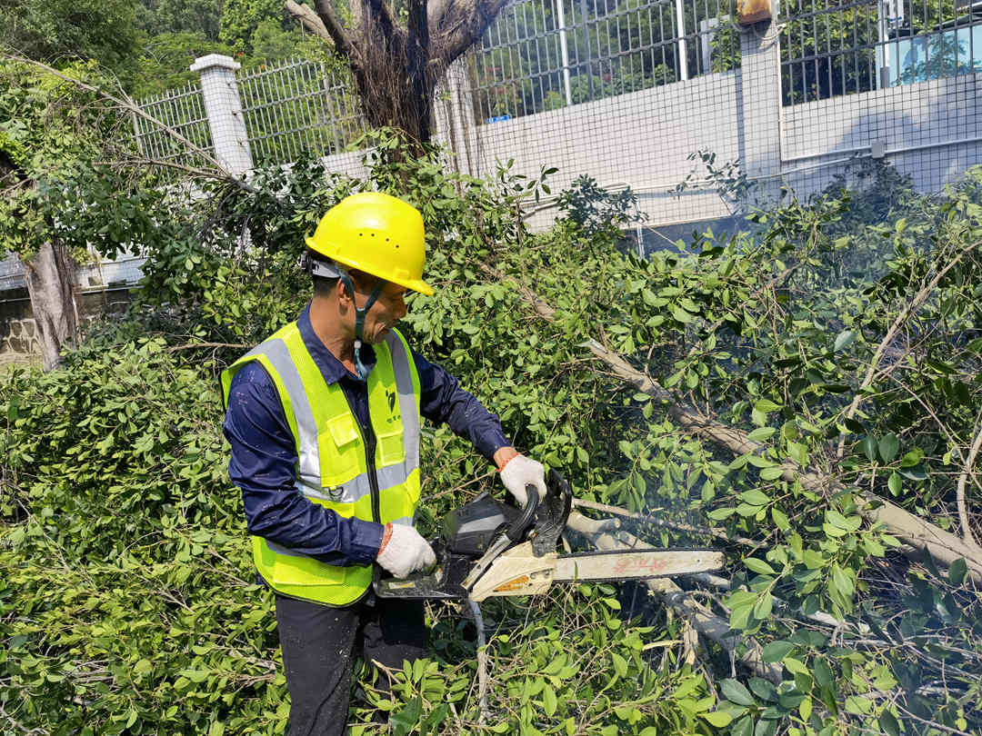 广州绿化工程公司的工人正在锯掉被台风刮倒的树枝