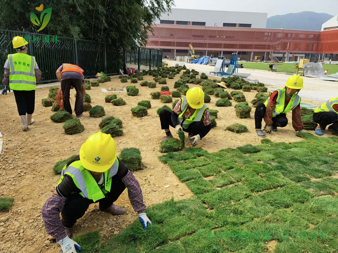 怡轩园林绿化公司工人铺草皮