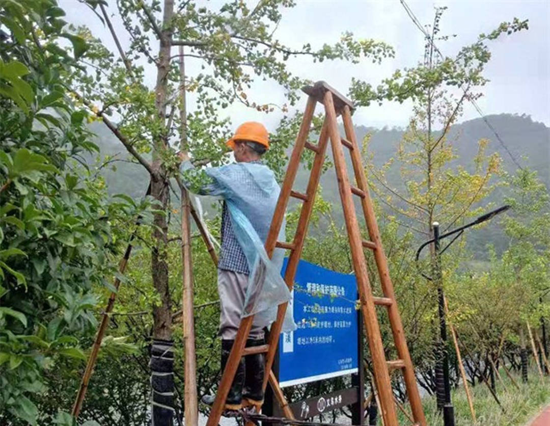 绿化公司工人加固苗木