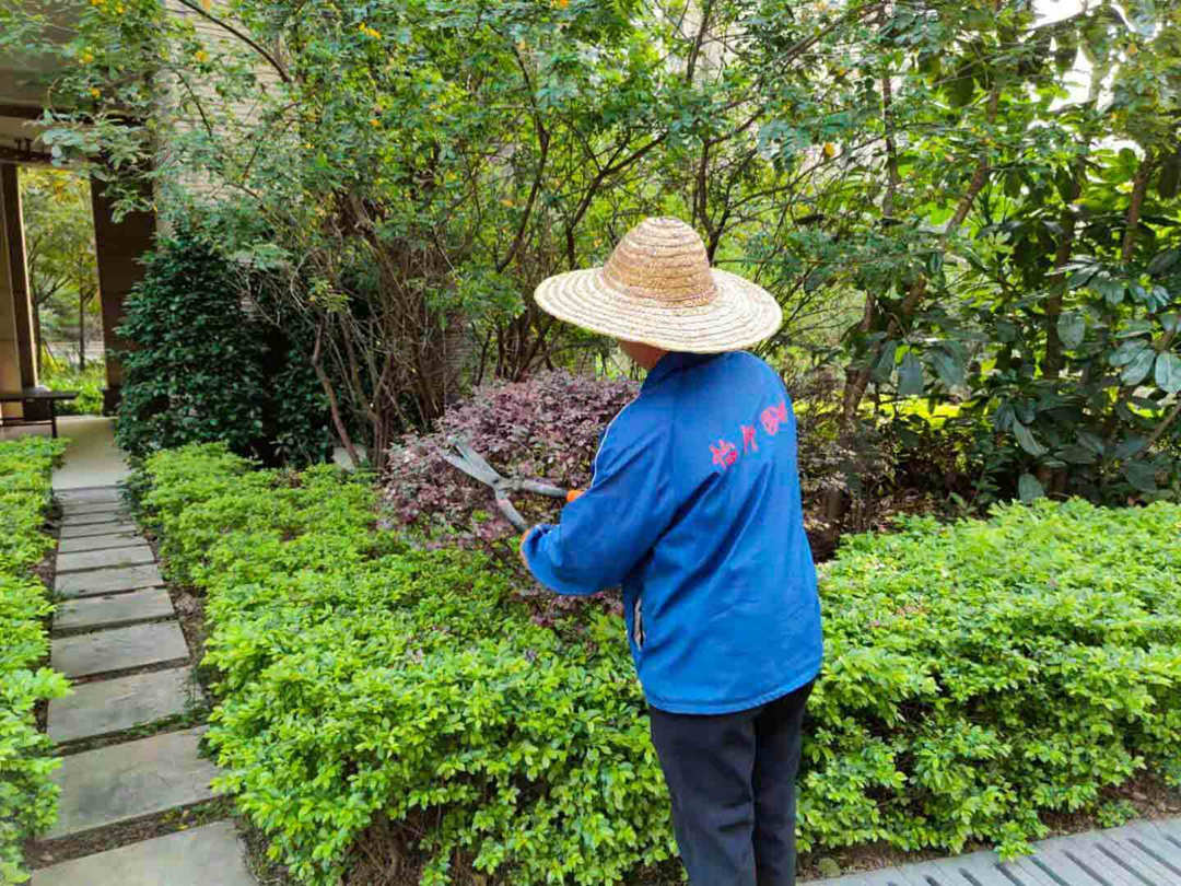 越冬绿化养护 越冬绿化养护