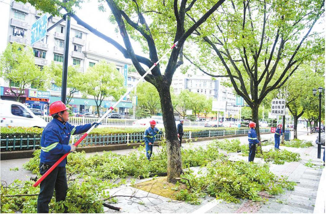 绿化养护行道树修剪