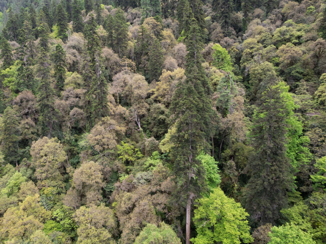 云南黄果冷杉原始森林，居中树木高度为83.2米。