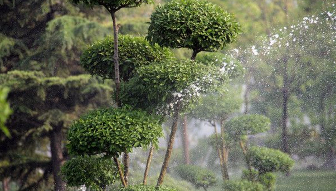 园林绿化养护过程中不同植物有着不同的浇灌技巧