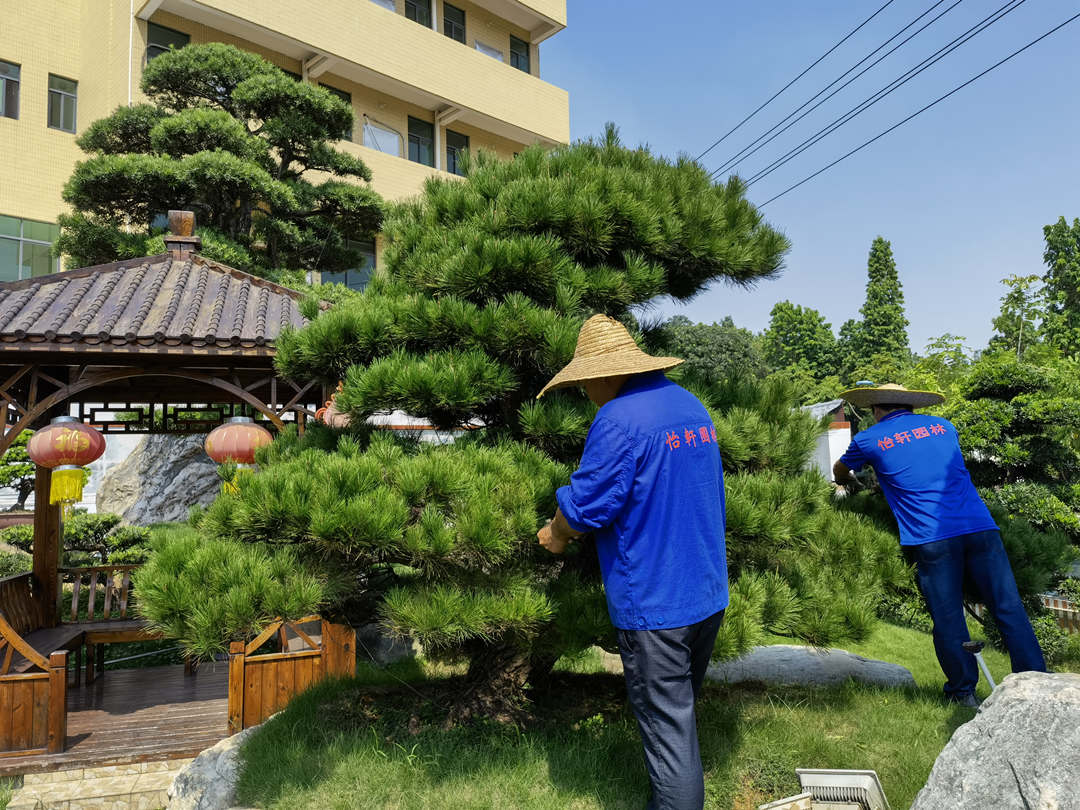 园林绿化养护修剪