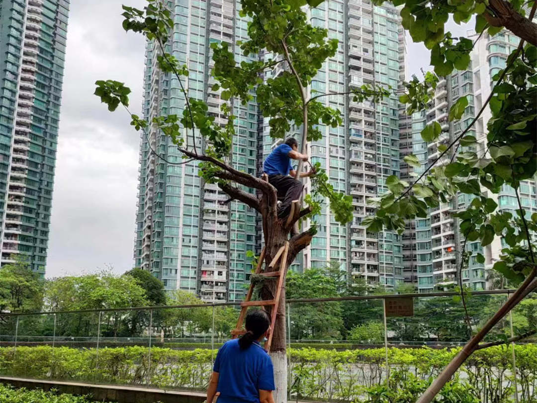 广州逸翠湾小区绿化养护夏季修剪