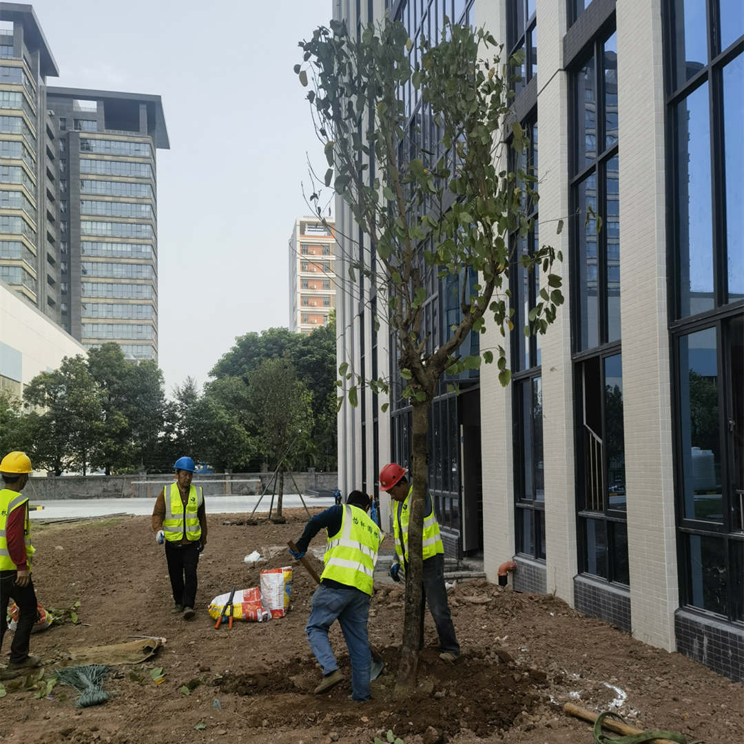 园林绿化工程乔木种植