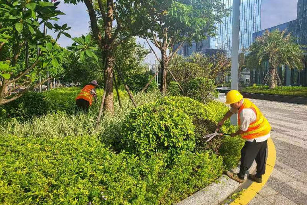 小区绿化养护修剪