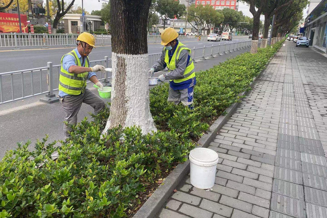 园林绿化养护涂白