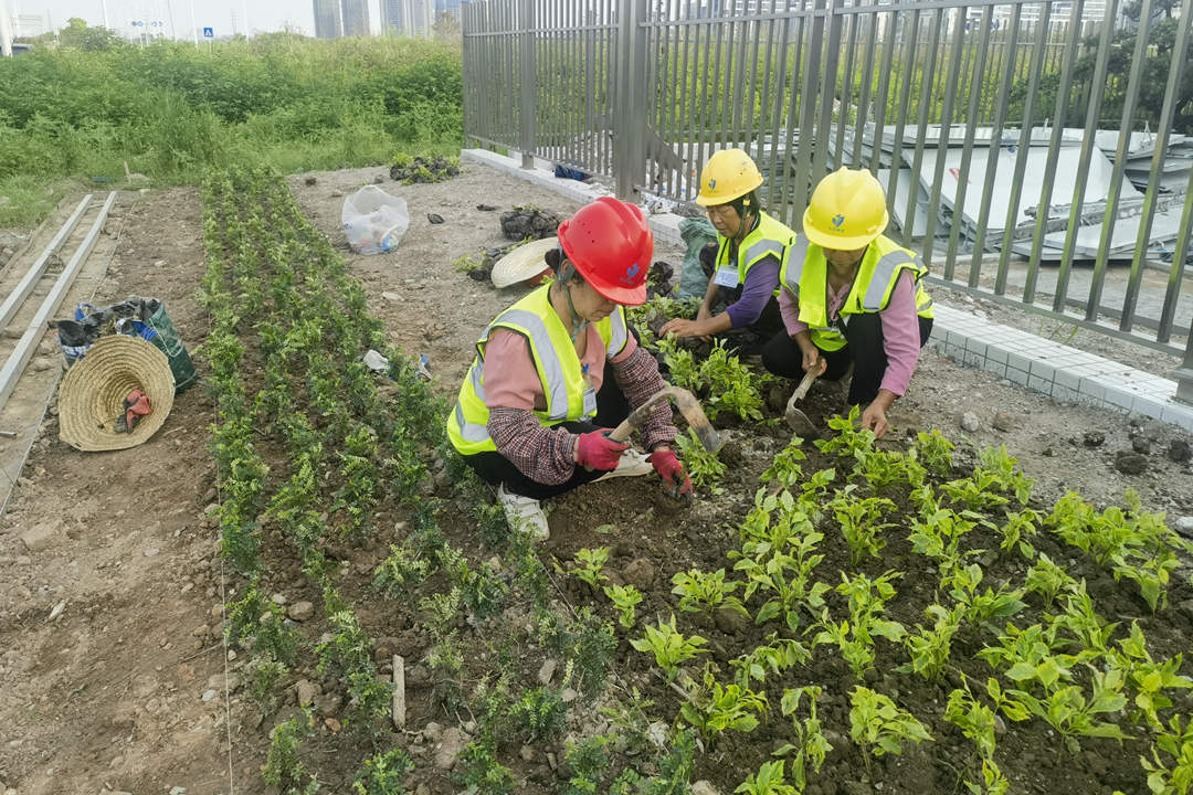 园林绿化工程种植规范