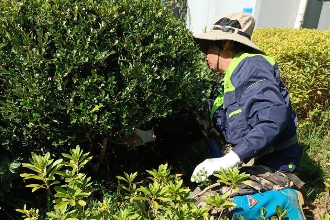 园林绿化养护清除杂草